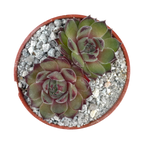 Sempervivum 'Seminole'