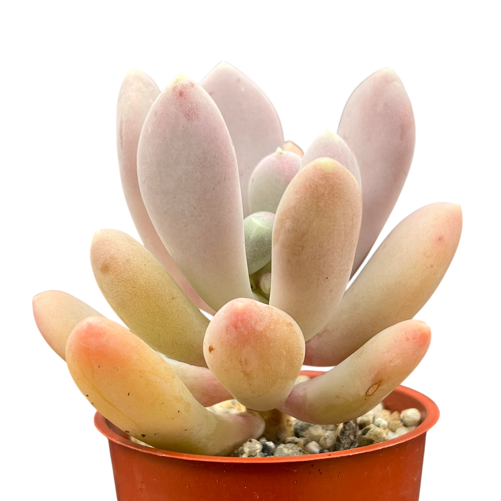Pachyphytum glutinicaule