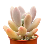 Pachyphytum glutinicaule