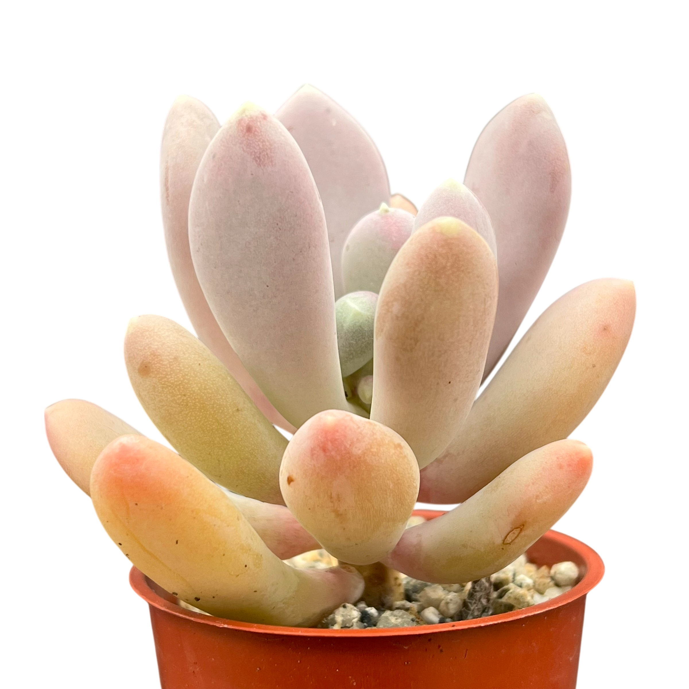 Pachyphytum glutinicaule