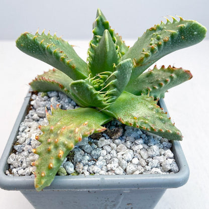 Faucaria tigrina