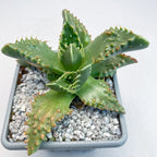 Faucaria tigrina