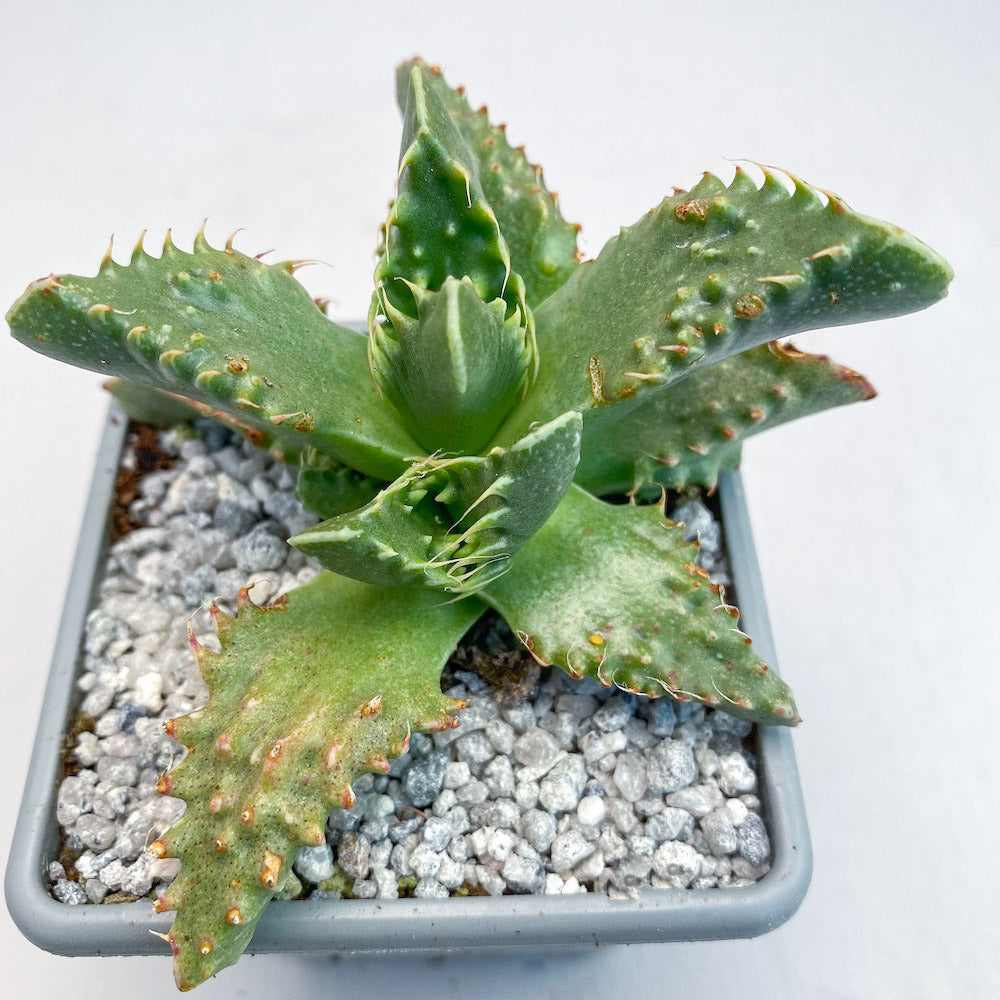 Faucaria tigrina