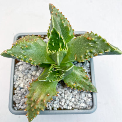 Faucaria tigrina