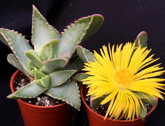 Faucaria britteniae