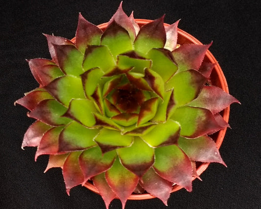 Sempervivum 'Fernwood'