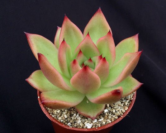 Echeveria 'Frank Reinelt'