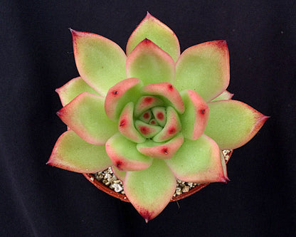 Echeveria 'Frank Reinelt'