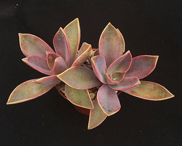 x Graptoveria 'Fred Ives'
