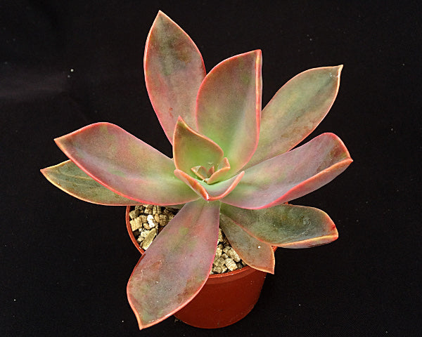 x Graptoveria 'Fred Ives'