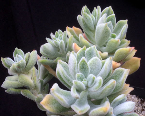 Echeveria pulvinata 'Frosty'