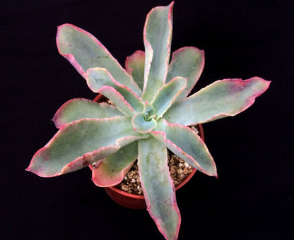 Echeveria fulgens