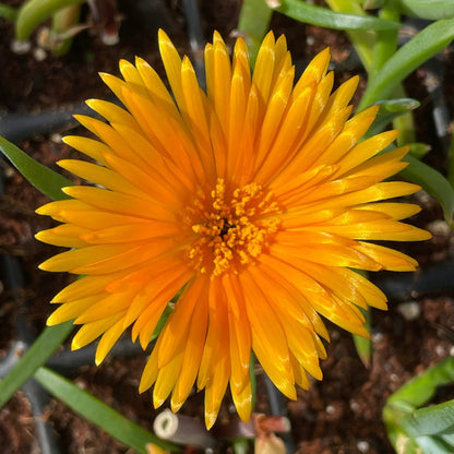 Delosperma