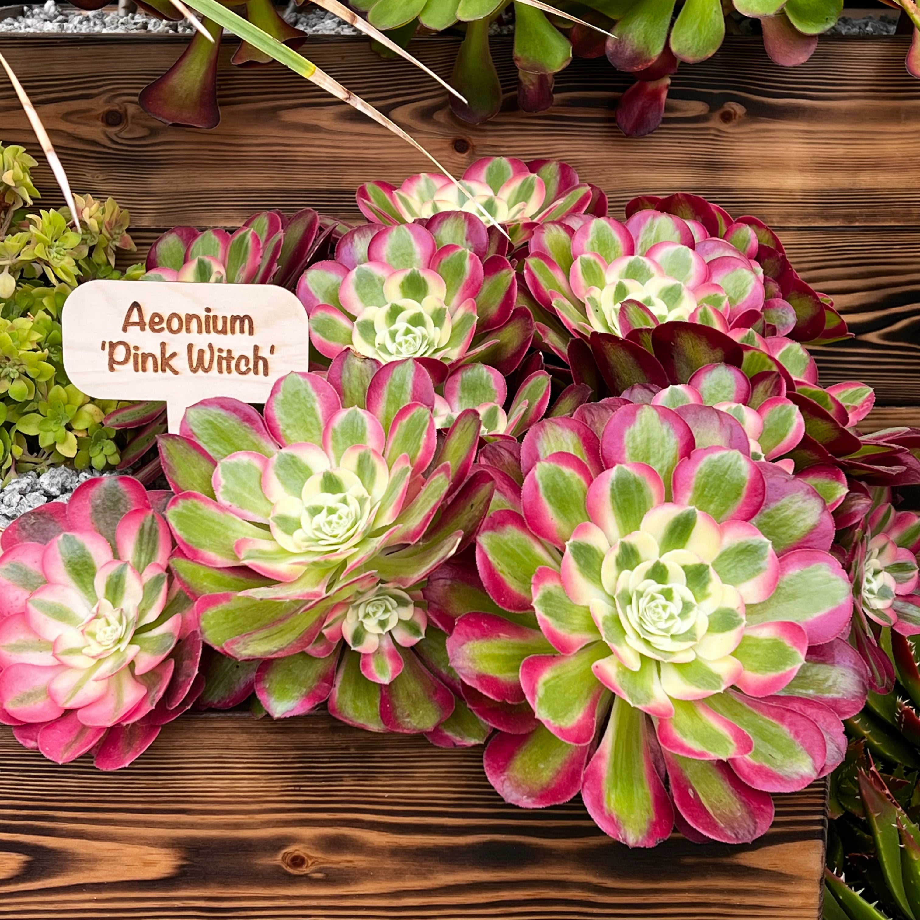 pink witch succulent for sale Aeonium 'Pink Witch' – Surreal Succulents