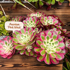 Aeonium 'Pink Witch'