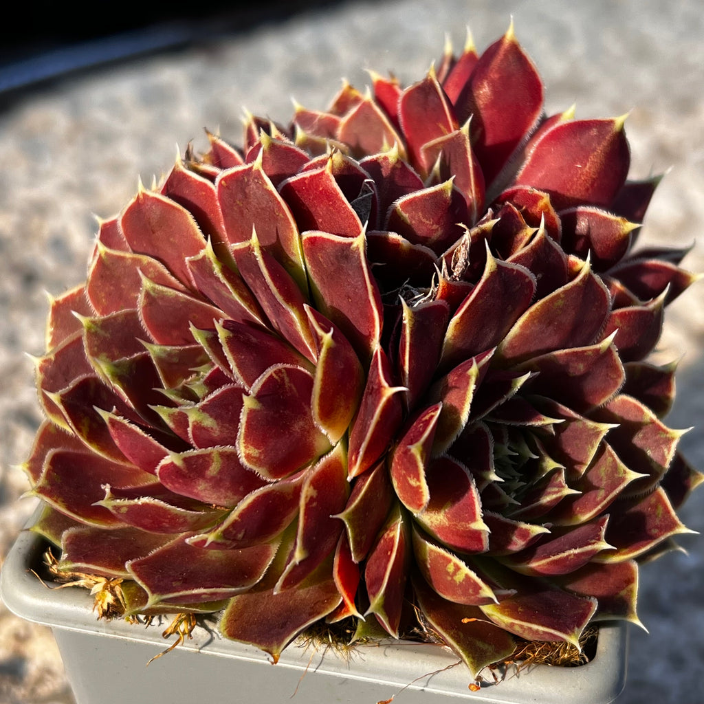 Jovibarba heuffelii 'Angel's Wings'