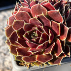 Jovibarba heuffelii 'Angel's Wings'