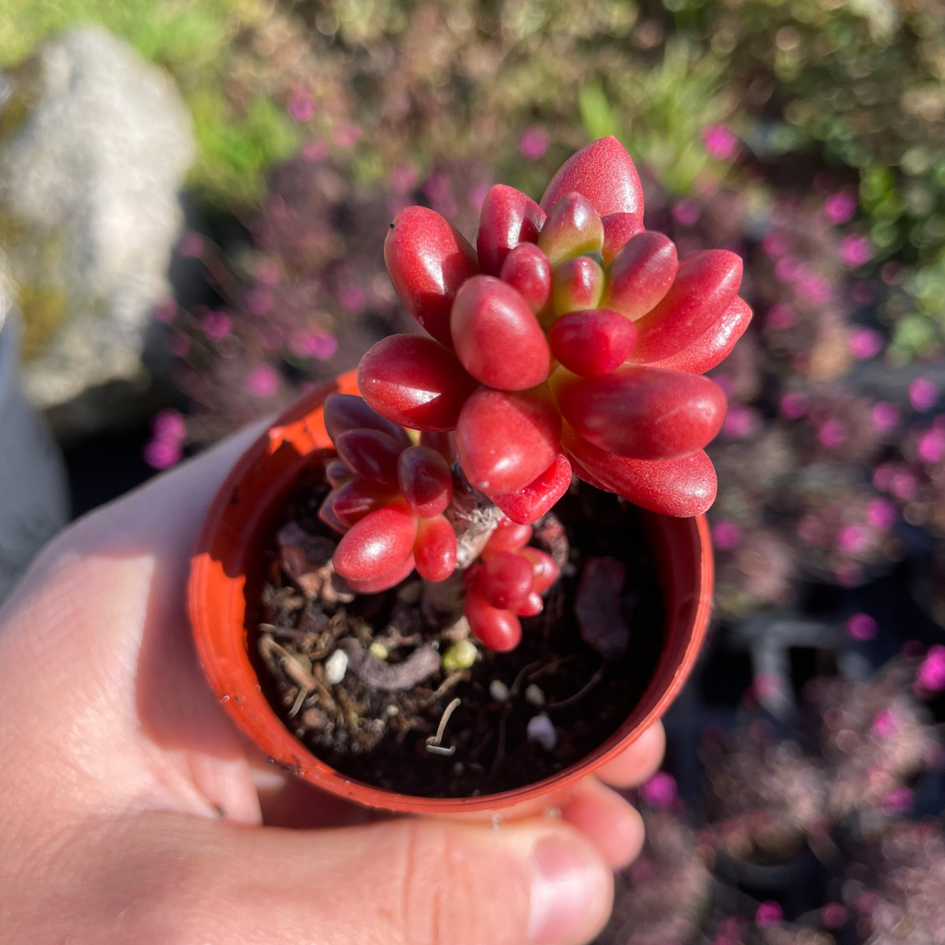 crocodile plant succulent x Cremnosedum 'Crocodile' – Surreal Succulents