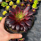 Aeonium 'Peacock'