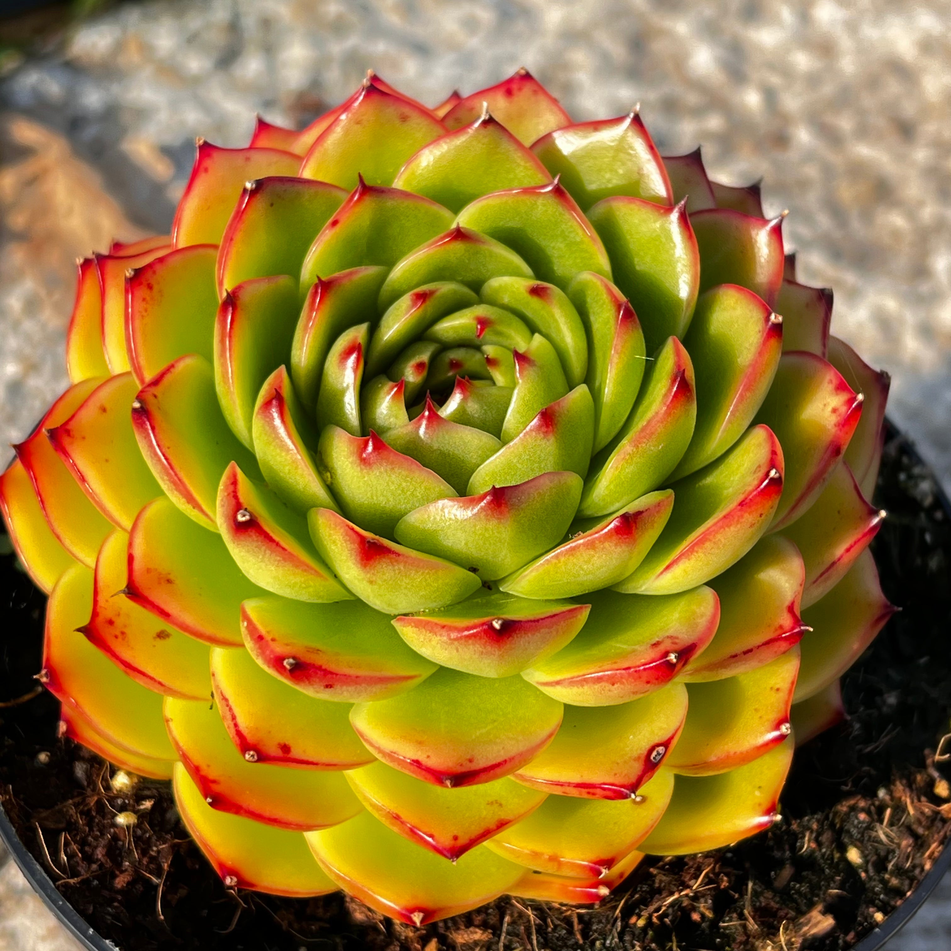 echeveria moonstone succulent Echeveria 'Moon Stone' – Surreal Succulents