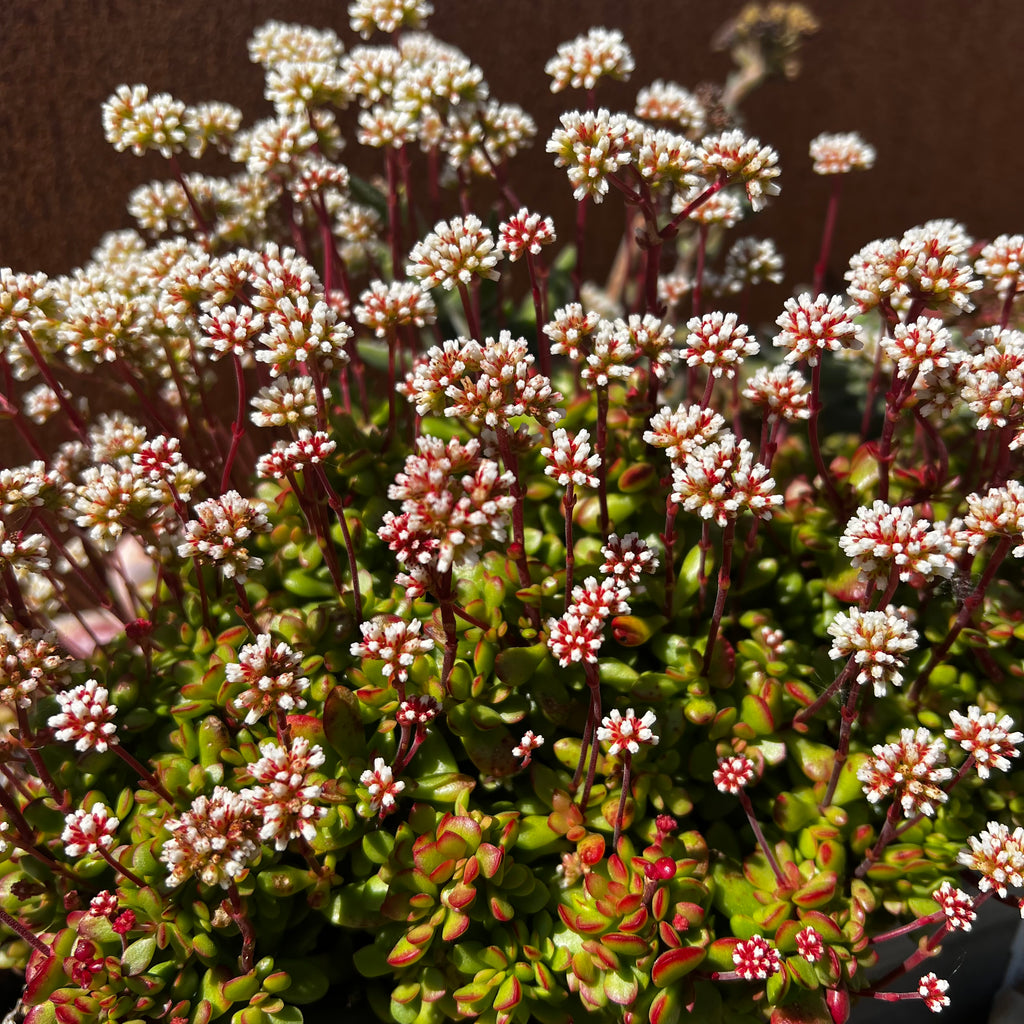 Crassula pubescens ssp. radicans
