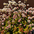 Crassula pubescens ssp. radicans