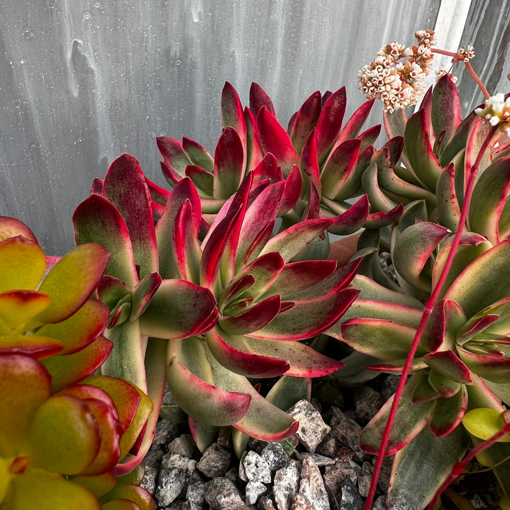 Crassula 'Candy Cane'
