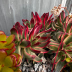 Crassula 'Candy Cane'