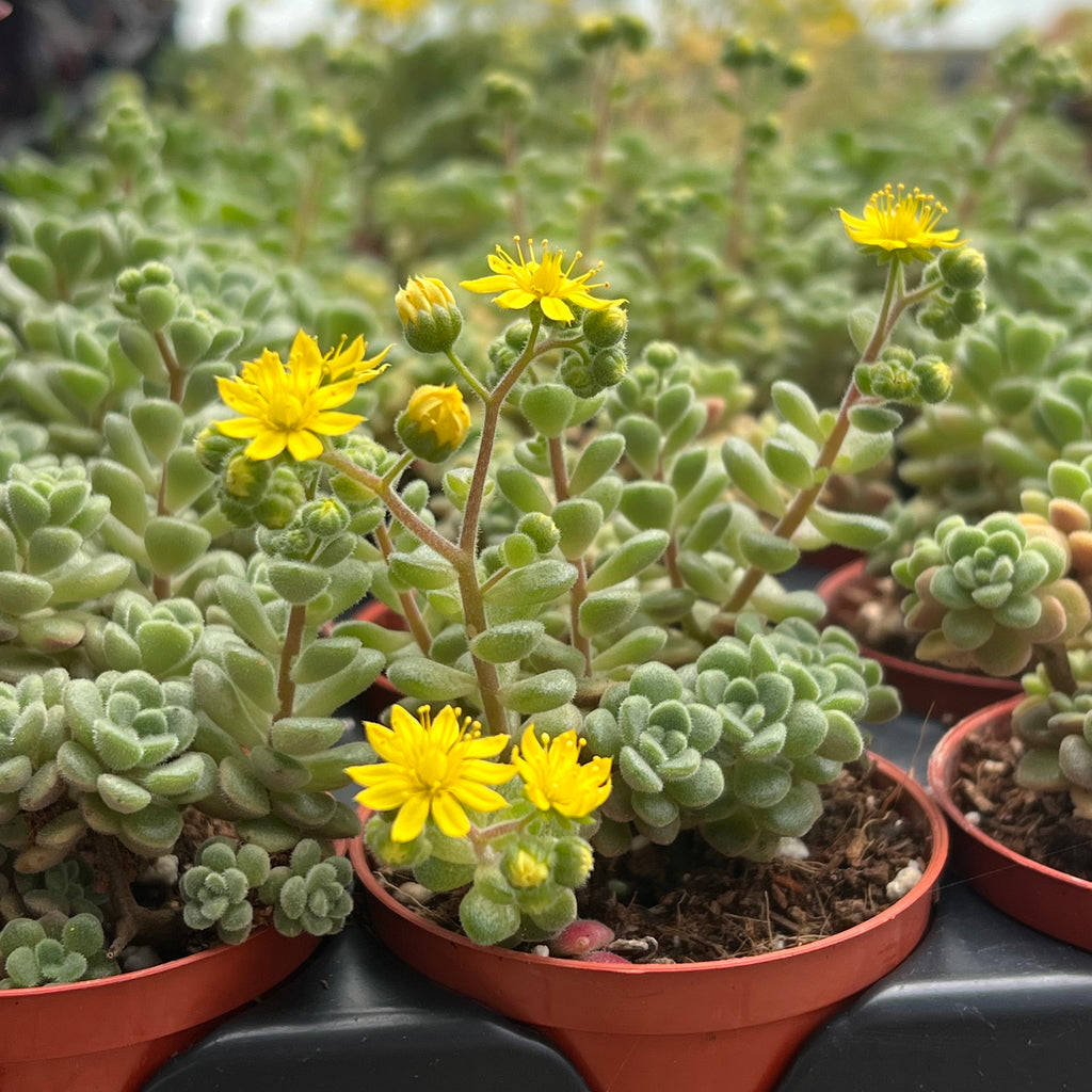 Aichryson bethencourtianum Bolle