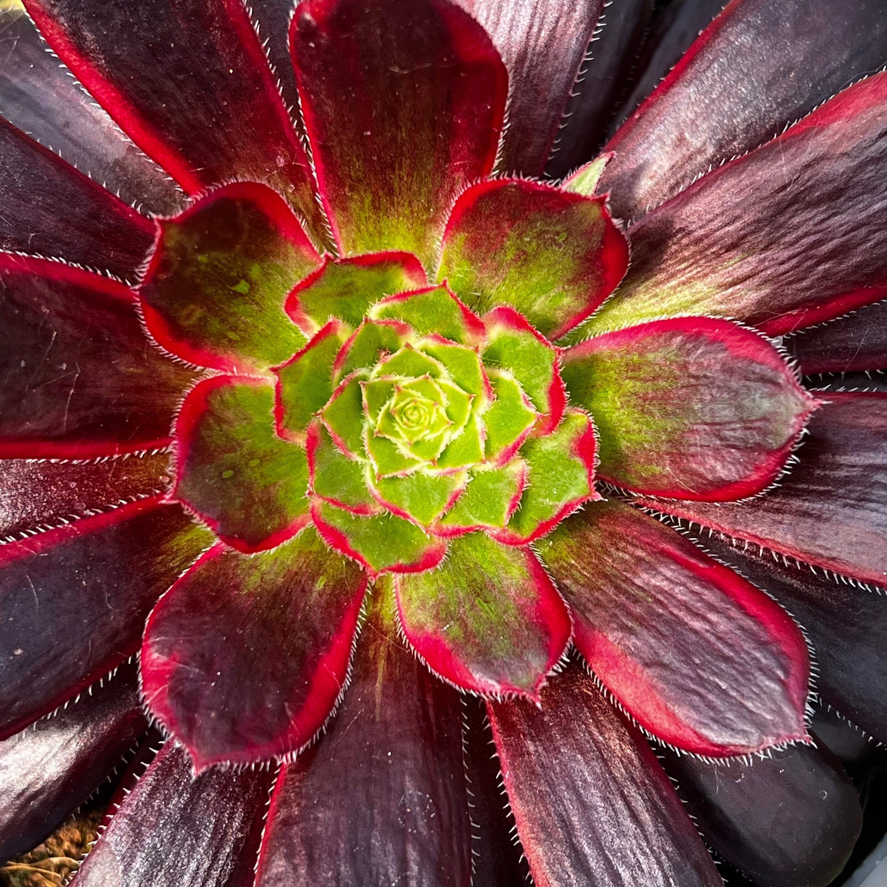 Aeonium 'Peacock'