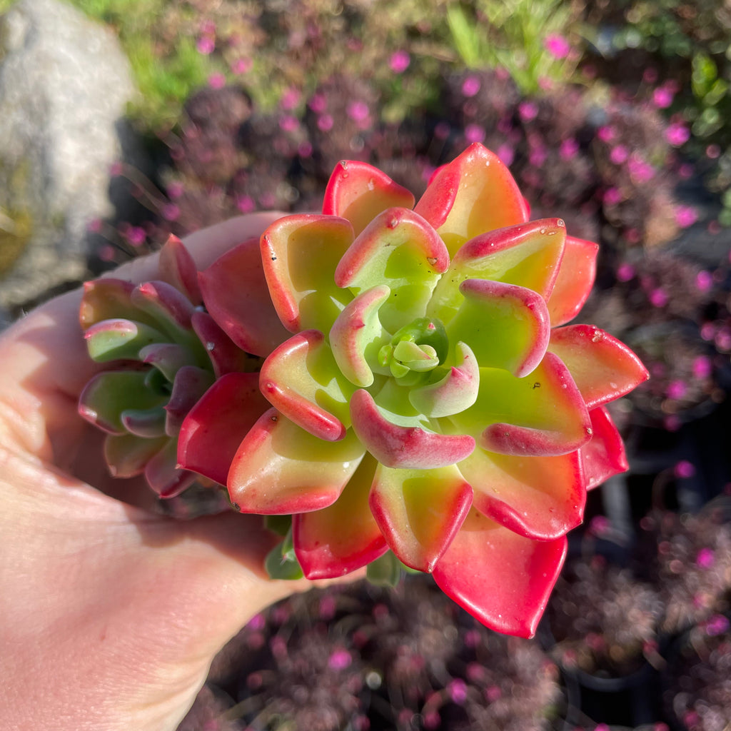 Echeveria setosa var. oteroi