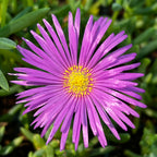 Delosperma | Ice Plant