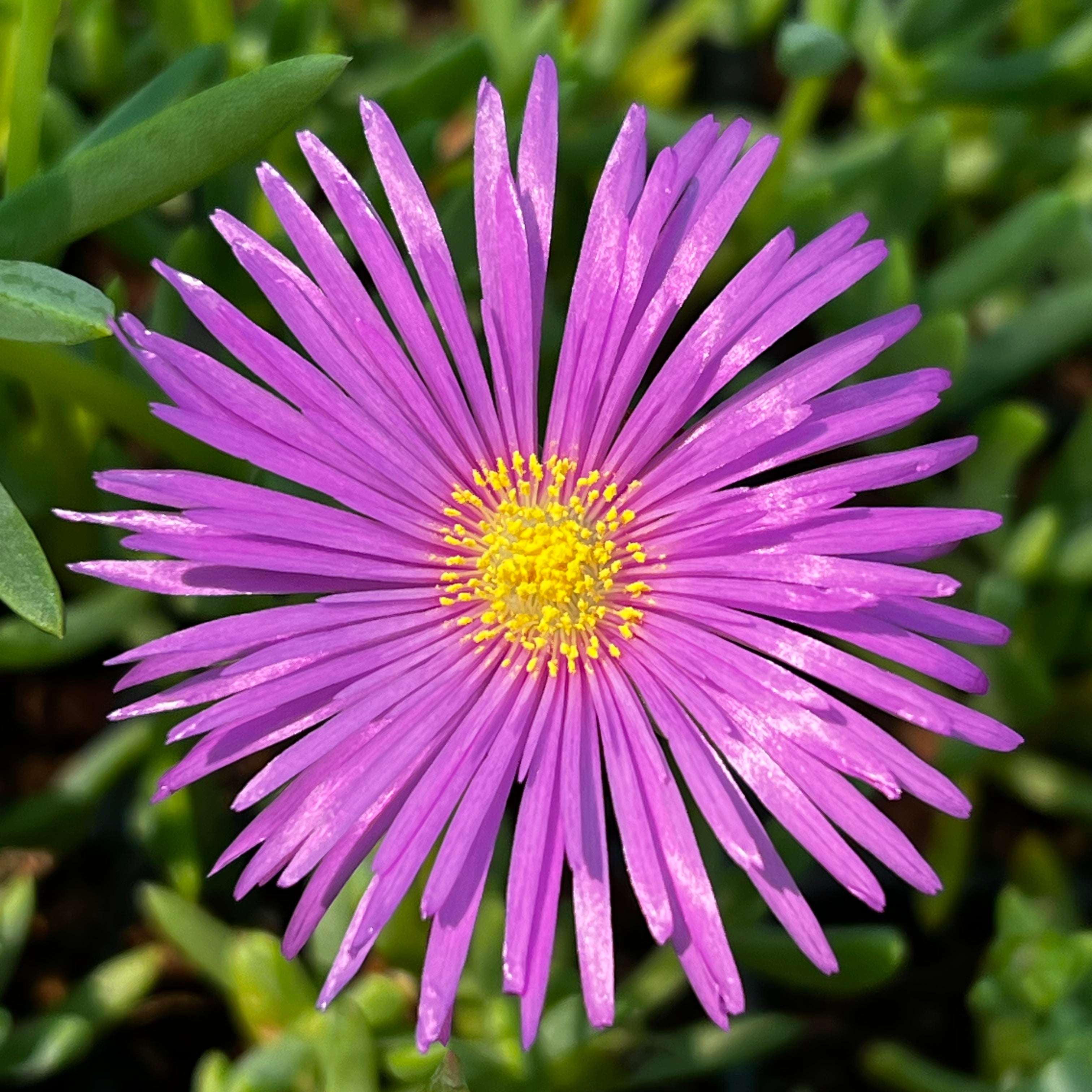 Delosperma | Ice Plant