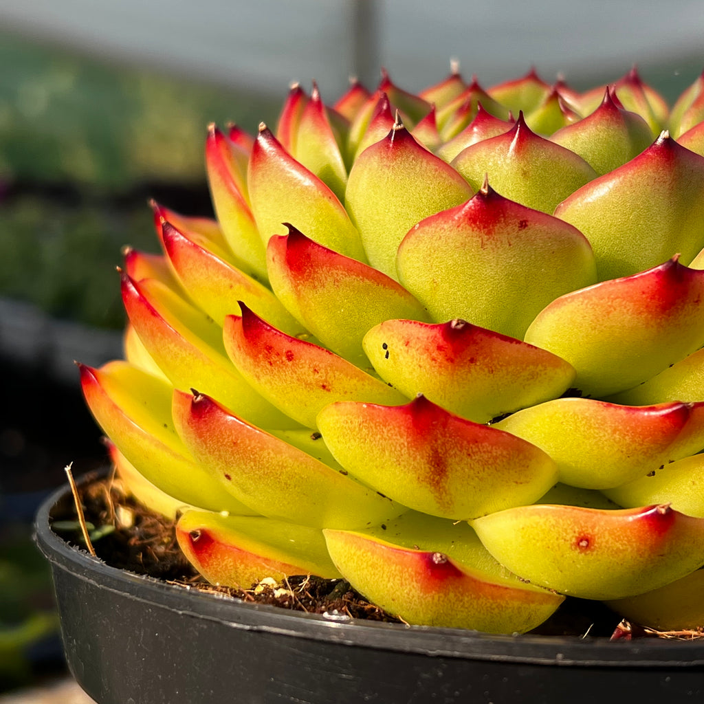Echeveria 'Moon Stone'