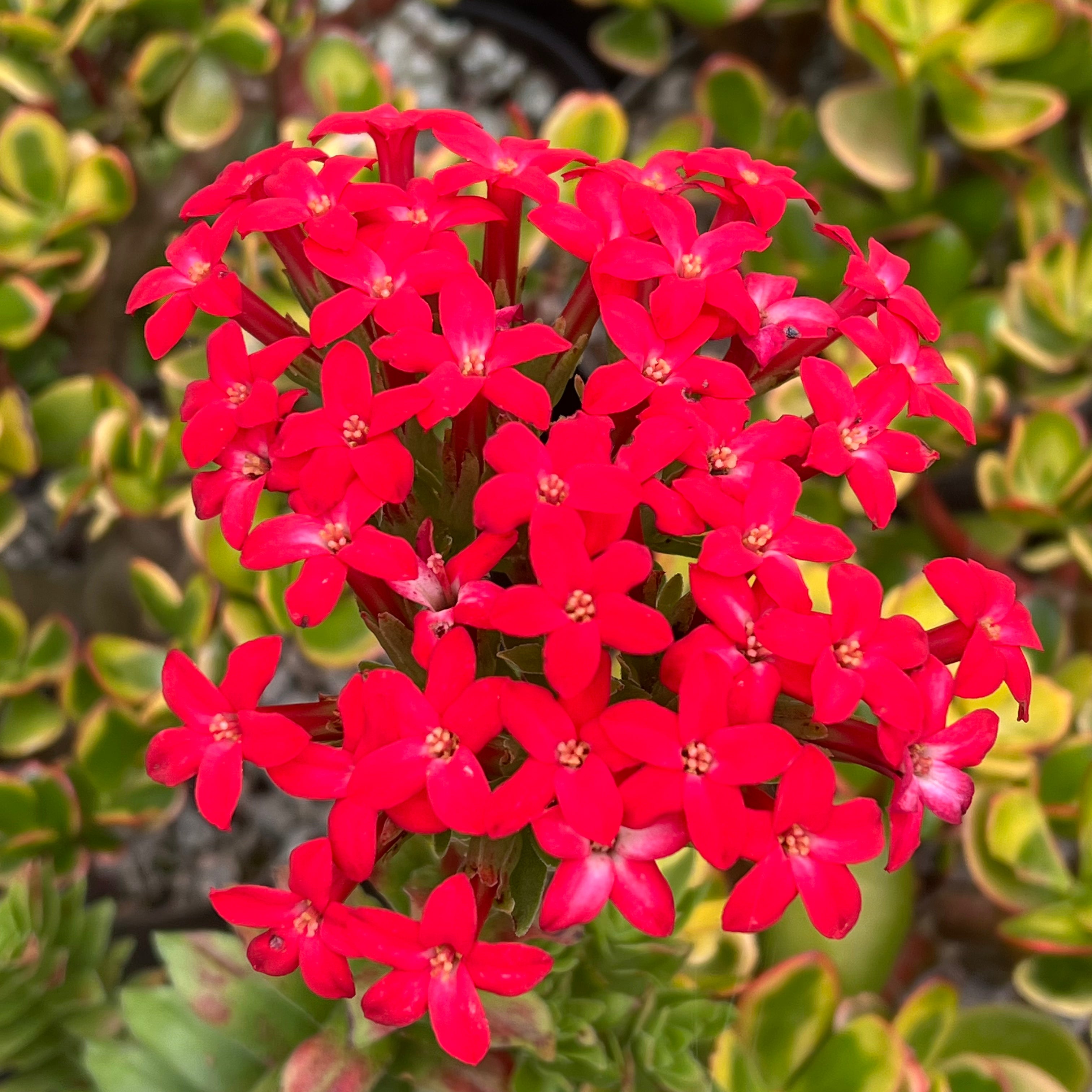 Crassula coccinea
