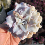 Echeveria 'Crispate Beauty'