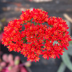 Crassula falcata | Airplane Plant