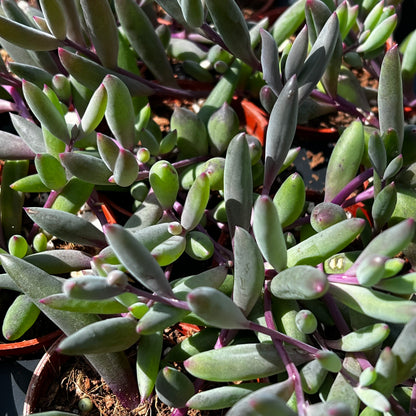 Othonna capensis 'Ruby Necklace'