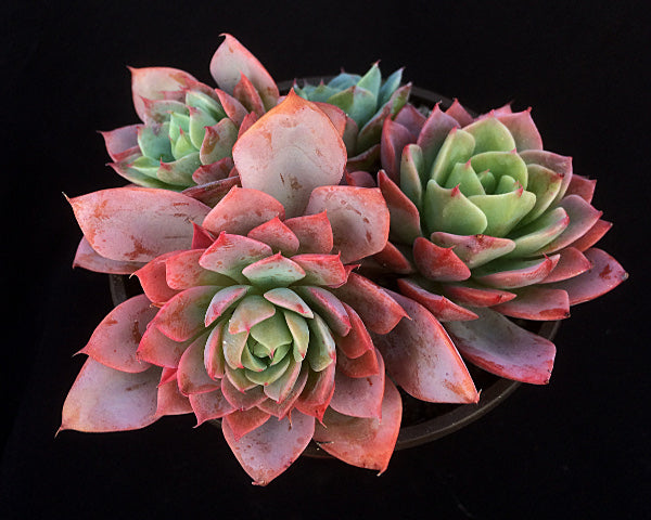 Echeveria 'Gangnam'