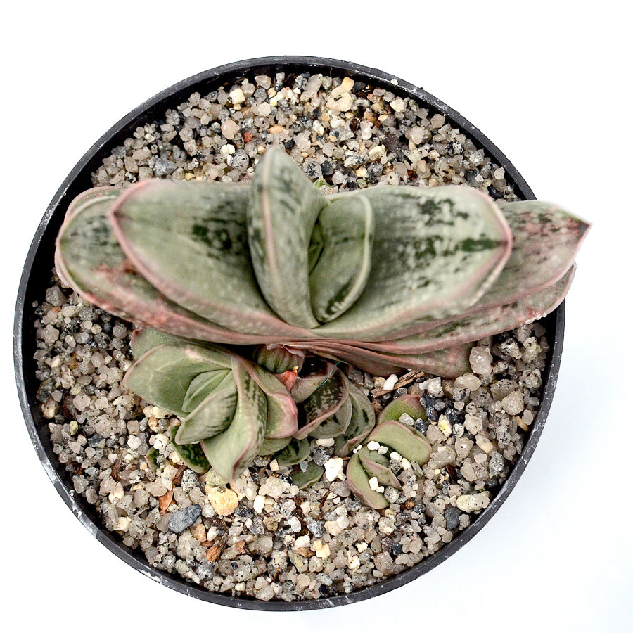 Gasteria 'Ghosty'