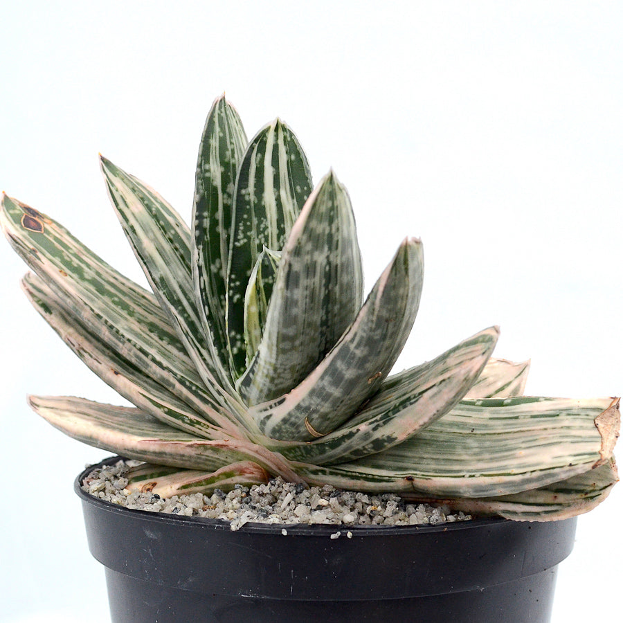 Gasteria 'Salad Cream'