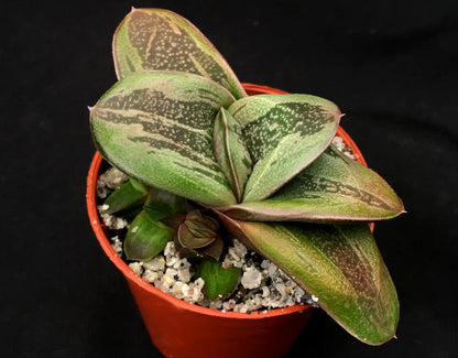 Gasteria 'Rumplestiltskin'