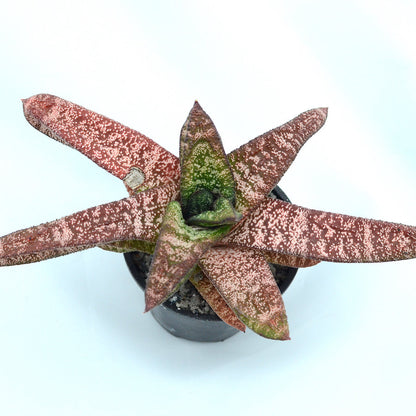 Gasteria carinata