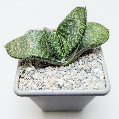 Gasteria nitida var. nitida