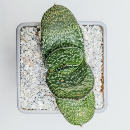 Gasteria nitida var. nitida