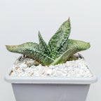 Gasteria nitida var. nitida