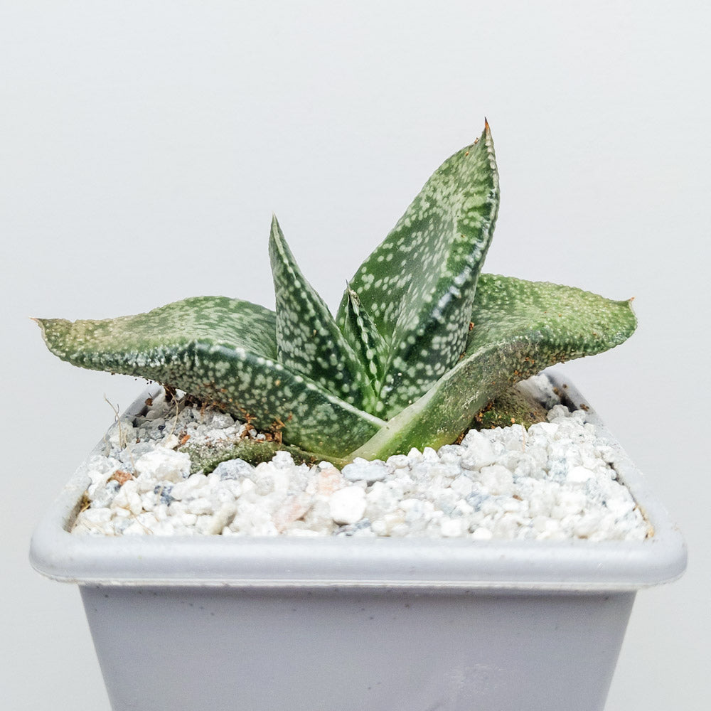 Gasteria nitida var. nitida