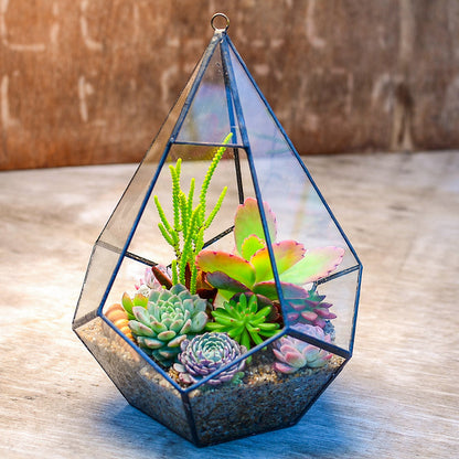 ‘Globe Garden’ Terrarium Kit