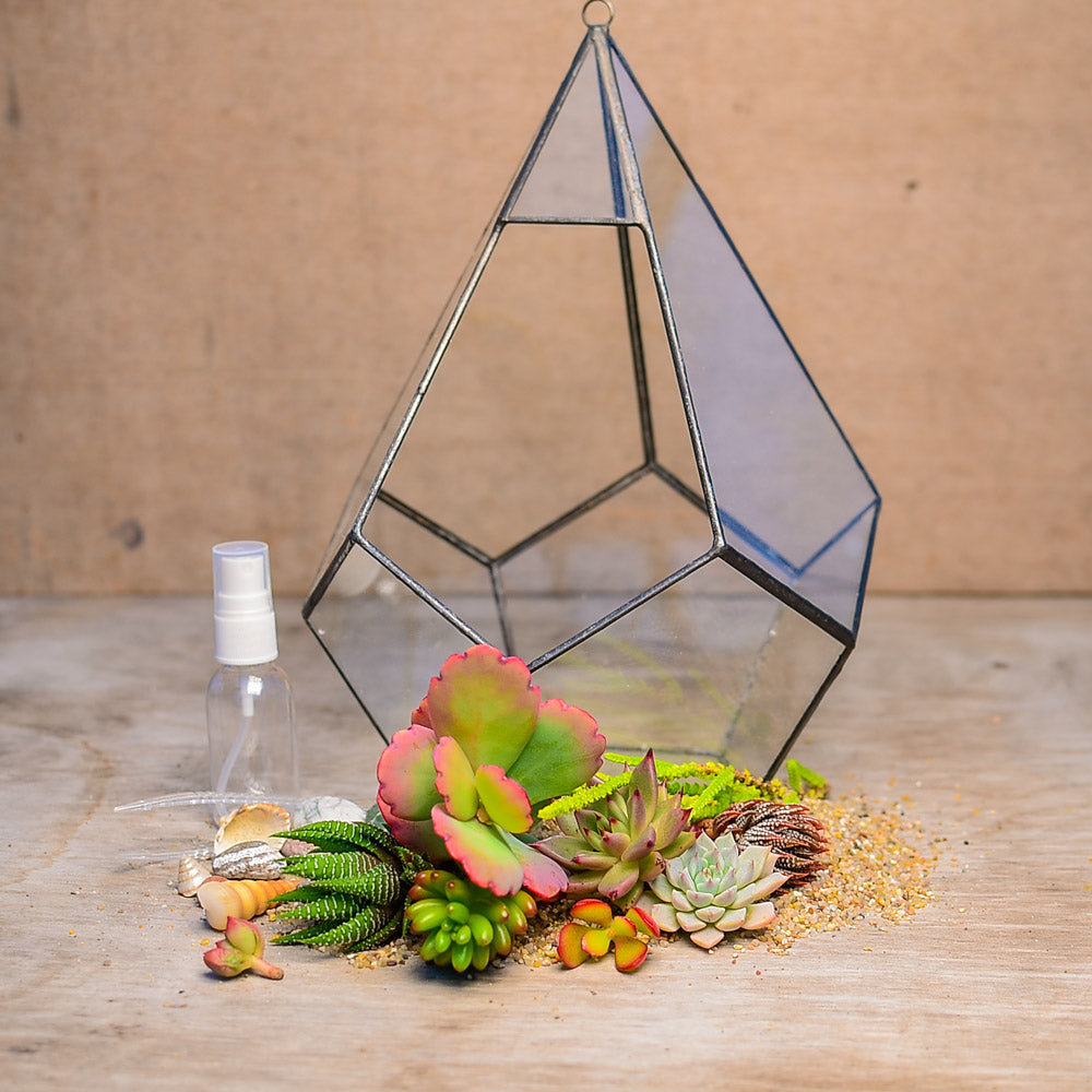 Geometric Terrarium Succulent Grow Kit