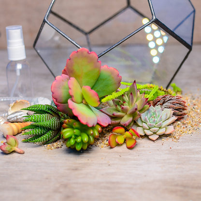 Geometric Terrarium Succulent Grow Kit